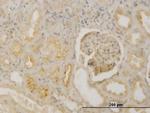 FBN1 Antibody in Immunohistochemistry (Paraffin) (IHC (P))