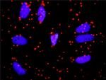 FGA Antibody in Proximity Ligation Assay (PLA) (PLA)