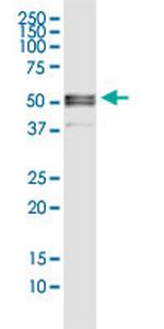 FGB Antibody in Western Blot (WB)