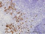 FGF1 Antibody in Immunohistochemistry (Paraffin) (IHC (P))