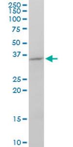 FGF8 Antibody in Western Blot (WB)