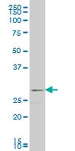 FGF8 Antibody in Western Blot (WB)