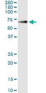 GPC5 Antibody in Immunoprecipitation (IP)