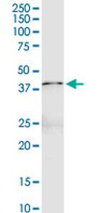 FGL1 Antibody in Western Blot (WB)