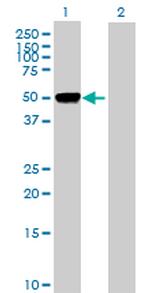 FIGF Antibody in Western Blot (WB)