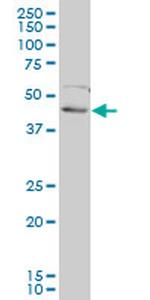 FOXF2 Antibody in Western Blot (WB)