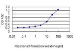 FOXF2 Antibody in ELISA (ELISA)