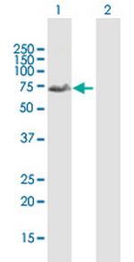 FOXD1 Antibody in Western Blot (WB)