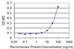 FOXC2 Antibody in ELISA (ELISA)