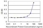 FOXC2 Antibody in ELISA (ELISA)