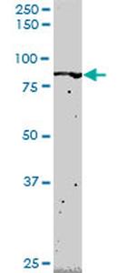 FLI1 Antibody in Western Blot (WB)