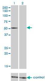 FLI1 Antibody in Western Blot (WB)