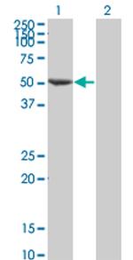 FLI1 Antibody in Western Blot (WB)