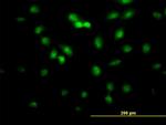 FLI1 Antibody in Immunocytochemistry (ICC/IF)