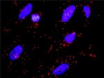 FLNA Antibody in Proximity Ligation Assay (PLA) (PLA)