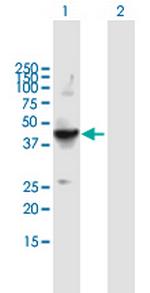 FLOT2 Antibody in Western Blot (WB)