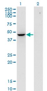 FLOT2 Antibody in Western Blot (WB)