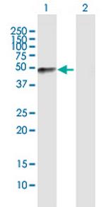 FMOD Antibody in Western Blot (WB)