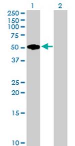 FMOD Antibody in Western Blot (WB)