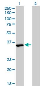 FMR1 Antibody in Western Blot (WB)