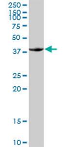 FOSB Antibody in Western Blot (WB)