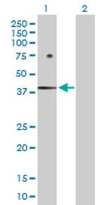 FOSB Antibody in Western Blot (WB)