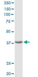 FRZB Antibody in Western Blot (WB)