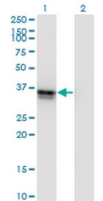 FRZB Antibody in Western Blot (WB)