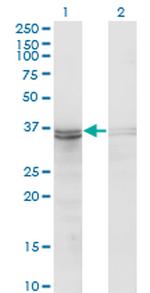 FRZB Antibody in Western Blot (WB)