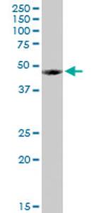 FUCA1 Antibody in Western Blot (WB)