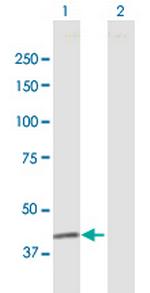 FUT3 Antibody in Western Blot (WB)