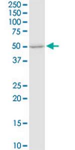 FUT4 Antibody in Western Blot (WB)