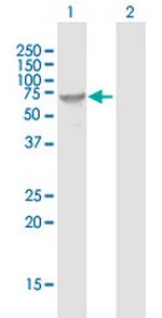 FUT8 Antibody in Western Blot (WB)