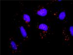 FYN Antibody in Proximity Ligation Assay (PLA) (PLA)