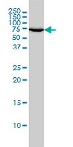 XRCC6 Antibody in Western Blot (WB)