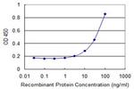 XRCC6 Antibody in ELISA (ELISA)