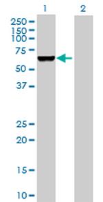 GAD1 Antibody in Western Blot (WB)