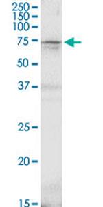 GAD2 Antibody in Western Blot (WB)