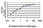 GAK Antibody in ELISA (ELISA)