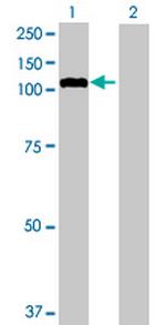 GANC Antibody in Western Blot (WB)