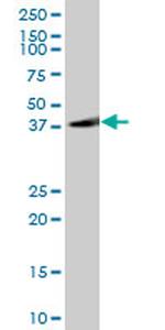 GAP43 Antibody in Western Blot (WB)