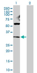 GAP43 Antibody in Western Blot (WB)