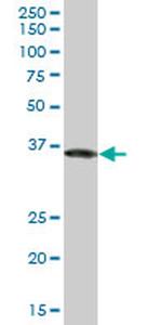 GAPDH Antibody in Western Blot (WB)