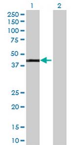 GATA1 Antibody in Western Blot (WB)