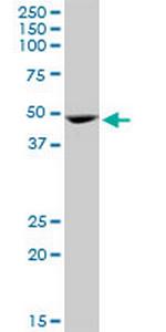 GATA1 Antibody in Western Blot (WB)