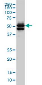 GATA2 Antibody in Western Blot (WB)