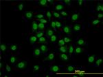 GATA2 Antibody in Immunocytochemistry (ICC/IF)