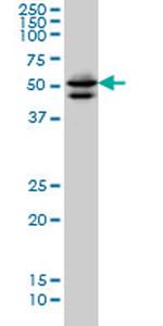 GATA2 Antibody in Western Blot (WB)