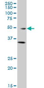 GATA3 Antibody in Western Blot (WB)