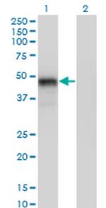 GATA3 Antibody in Western Blot (WB)